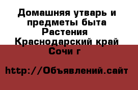 Домашняя утварь и предметы быта Растения. Краснодарский край,Сочи г.